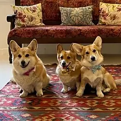 Dogs at The Bear Image
