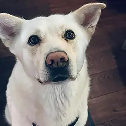 Dogs at The Bear Image