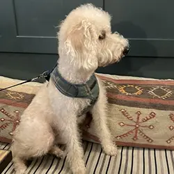 Dogs at The Bear Image