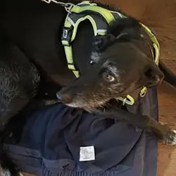 Dogs at The Bear Image