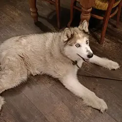 Dogs at The Bear Image