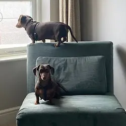 Dogs at The Bear Image